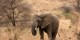 Tanzanie - 2010-09 - 317 - Tarangire - Elephant